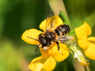  Megachile willughbiella (Kirby, 1802)