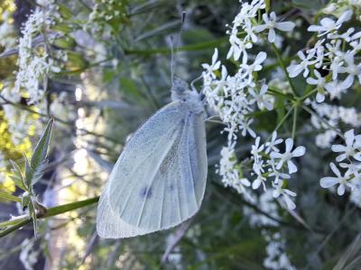 Piéride de la Rave (La), Petit Blanc du Chou (Le), Pieris rapae (Linnaeus, 1758)