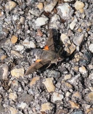 Moro-Sphinx (Le), Sphinx du Caille-Lait (Le) Macroglossum stellatarum (Linnaeus, 1758)