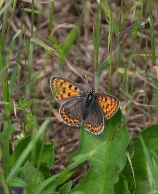 Cuivré fuligineux (Le), Argus myope (L'), Polyomma Lycaena tityrus (Poda, 1761)