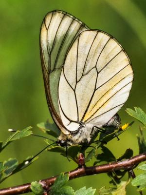 Gazé (Le), Piéride de l'Aubépine (La), Piéride gaz Aporia crataegi (Linnaeus, 1758)