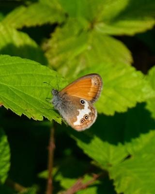 Céphale (Le), Arcanie (L') Coenonympha arcania (Linnaeus, 1760)