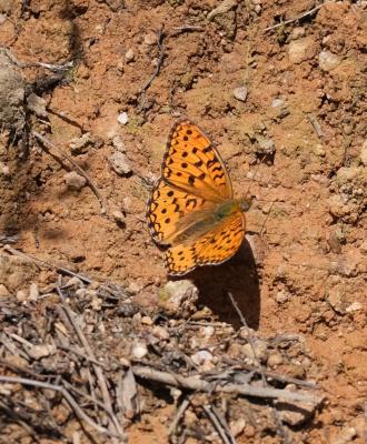 Chiffre (Le) Fabriciana niobe (Linnaeus, 1758)
