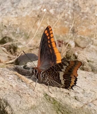 Nymphale de l'Arbousier (La), Jason (Le), Pacha à  Charaxes jasius (Linnaeus, 1767)