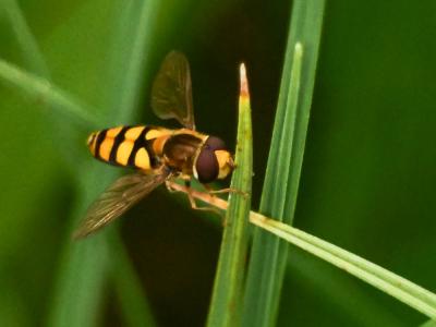  Eupeodes latifasciatus (Macquart, 1829)
