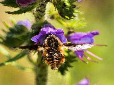 Grand bombyle Bombylius major Linnaeus, 1758