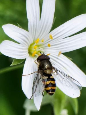  Eupeodes corollae (Fabricius, 1794)