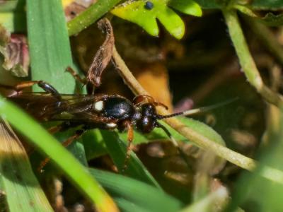  Cryptocheilus versicolor (Scopoli, 1763)