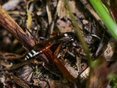  Cryptocheilus versicolor (Scopoli, 1763)