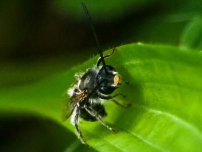  Eucera Scopoli, 1770