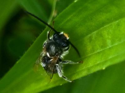  Eucera Scopoli, 1770
