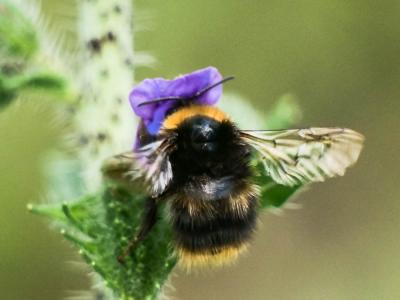  Bombus Latreille, 1802