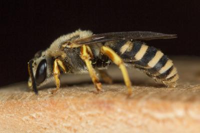  Halictus cochlearitarsis (Dours, 1872)