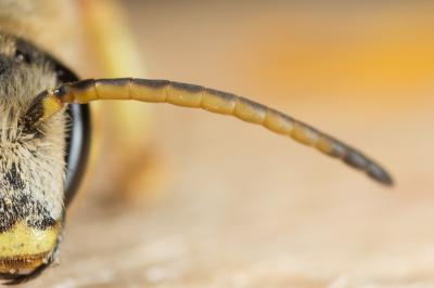  Halictus cochlearitarsis (Dours, 1872)