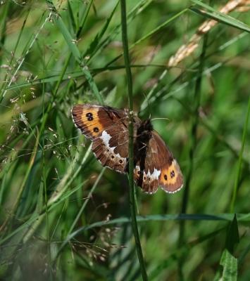 Moiré blanc-fascié (Le), Grand nègre hongrois (Le) Erebia ligea (Linnaeus, 1758)