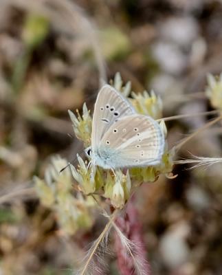 Sablé de la Luzerne (Le), Argus bleu clair (L') Polyommatus dolus (Hübner, 1823)