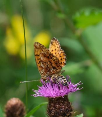 Nacré porphyrin (Le), Alezan (L'), Jason (Le), Gra Boloria titania (Esper, 1793)