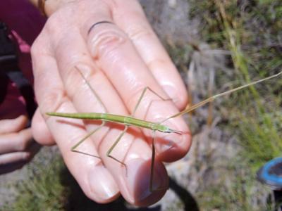 Phasme de Massetti Pijnackeria masettii Scali, Milani & Passamonti, 2013