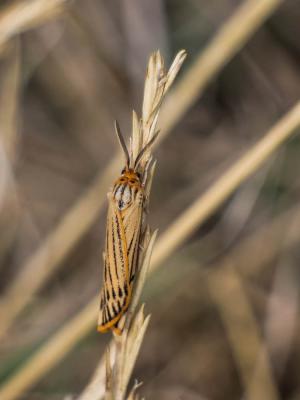 Ecaille striée (L') Spiris striata (Linnaeus, 1758)
