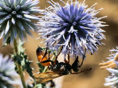  Sphex flavipennis Fabricius, 1793