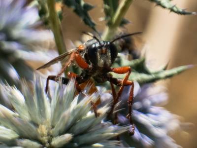  Sphex flavipennis Fabricius, 1793