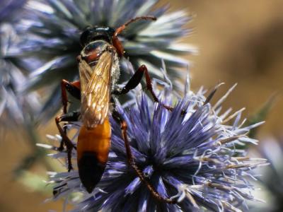  Sphex flavipennis Fabricius, 1793