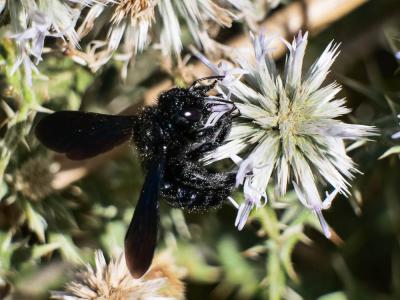  Xylocopa Latreille, 1802