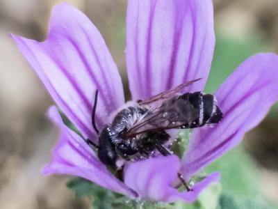  Megachile albisecta (Klug, 1817)