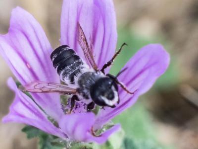  Megachile albisecta (Klug, 1817)