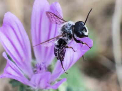  Megachile albisecta (Klug, 1817)