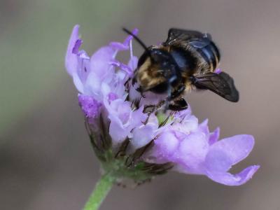  Megachile melanopyga Costa, 1863