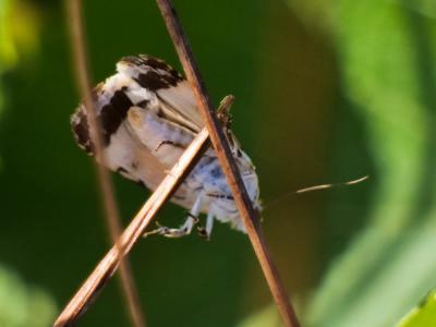Collier blanc (Le) Acontia lucida (Hufnagel, 1766)