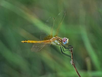 Sympétrum de Fonscolombe (Le) Sympetrum fonscolombii (Selys, 1840)