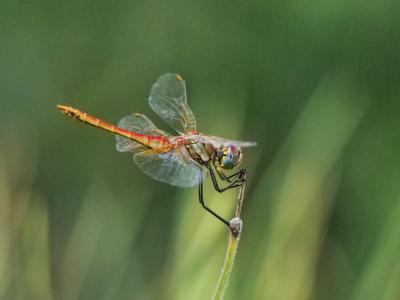 Sympétrum de Fonscolombe (Le) Sympetrum fonscolombii (Selys, 1840)