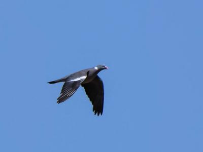 Pigeon ramier Columba palumbus Linnaeus, 1758