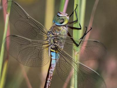 Anax napolitain (L') Anax parthenope (Selys, 1839)
