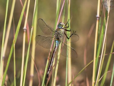 Anax napolitain (L') Anax parthenope (Selys, 1839)