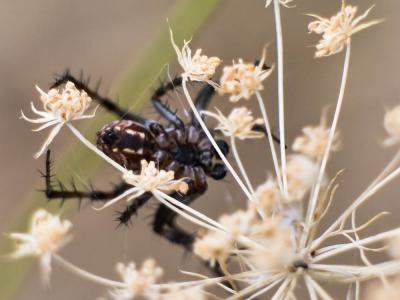  Neoscona byzanthina (Pavesi, 1876)