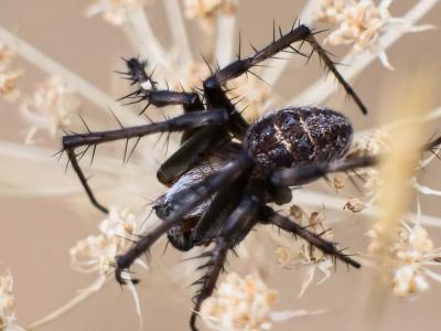  Neoscona byzanthina (Pavesi, 1876)