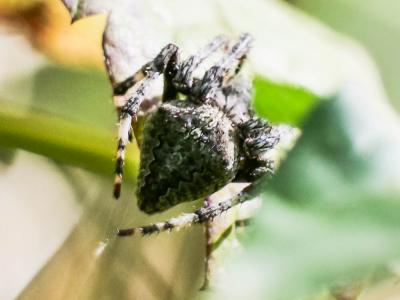 Épeire angulaire Araneus angulatus Clerck, 1758
