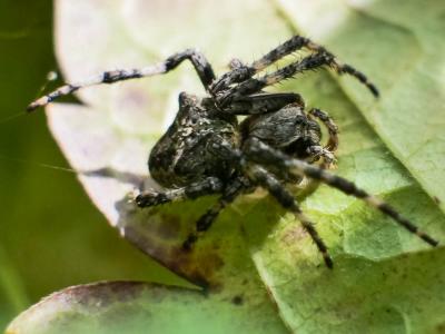 Épeire angulaire Araneus angulatus Clerck, 1758