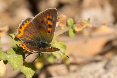 Cuivré commun (Le), Argus bronzé (L'), Bronzé (Le) Lycaena phlaeas (Linnaeus, 1760)