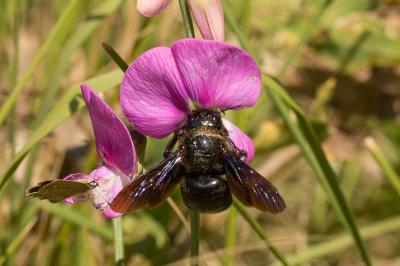 Abeille charpentière, Xylocope violet Xylocopa violacea (Linnaeus, 1758)