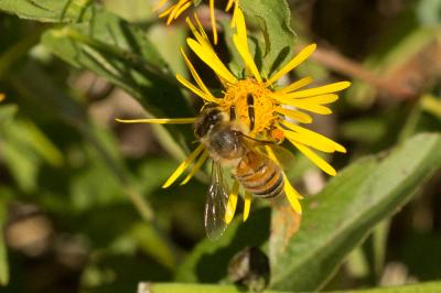 Abeille domestique, Abeille européenne, Abeille me Apis mellifera Linnaeus, 1758