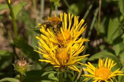 Bourdon des champs Bombus pascuorum (Scopoli, 1763)