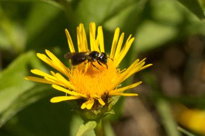 Ceratine commune Ceratina cucurbitina (Rossi, 1792)