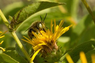 Héliophile commune Anthophora bimaculata (Panzer, 1798)