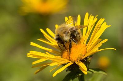 Bourdon des champs Bombus pascuorum (Scopoli, 1763)