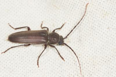  Arhopalus ferus (Mulsant, 1839)