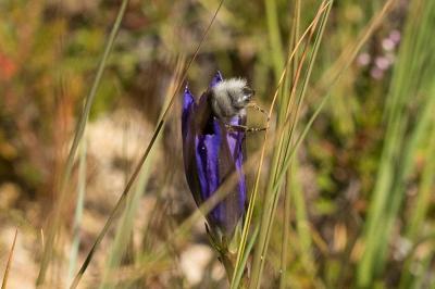 Bourdon des jardins Bombus hortorum (Linnaeus, 1760)
